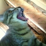 Profile Picture of Julia Holtz (@sadowski_jen) on Instagram