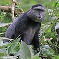 Profile Picture of Blue monkeyon Wikipedia