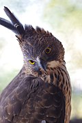 Profile Photo of Pinsker's hawk-eagleon Wikipedia