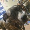 Profile Picture of Amy kizer (@@dogs_forever45) on Tiktok