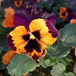 Profile Picture of Melanie Jacobi (@melaniejacobi) on Instagram