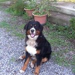 Profile Picture of Giorgio Stecchini (@giorgiostecchini) on Instagram