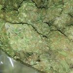 Profile Picture of Edward (@little.drilla.duda) on Instagram