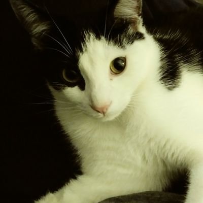 Profile Picture of Curt 'n' Courteous (@MrTuden) on Twitter