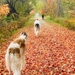 Profile Picture of Kim Allain (@borzoimomma) on Instagram