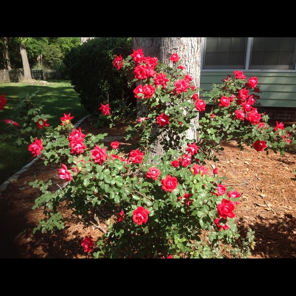 Profile Picture of Beverly Aikens (@baikens8153) on Poshmark