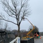 Profile Picture of Branden Strollo (@advanced_tree_solutions_of_ct) on Instagram