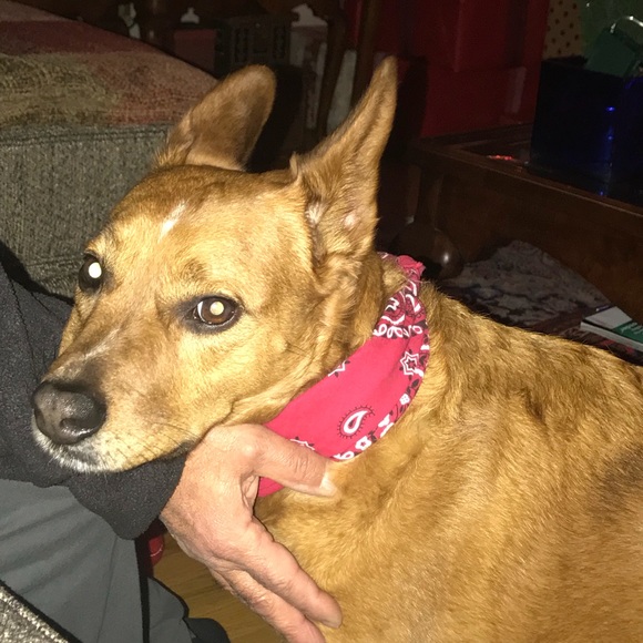 Profile Picture of Bessma Shammas (@bks57) on Poshmark