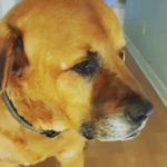 Profile Picture of travis cottingim (@traviscottingimthewonderdog) on Instagram
