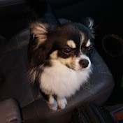 Profile Picture of David Mumby (@davidmumby6339) on Youtube