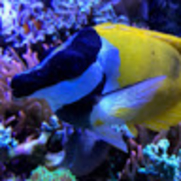 Profile Picture of Maddie Verkey (@maddiejv1120) on Poshmark