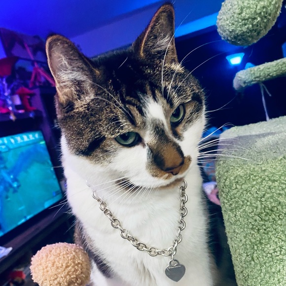 Profile Picture of Sydne Patrow (@coolcatsthrift) on Poshmark