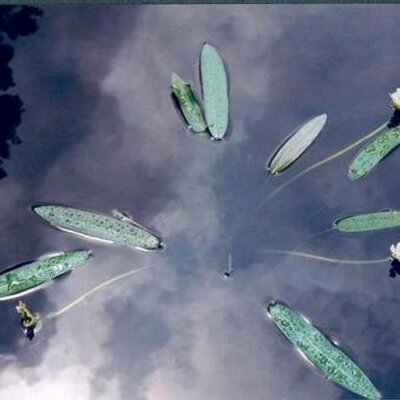 Profile Picture of Bob Strawn (@CedarSlayer) on Twitter