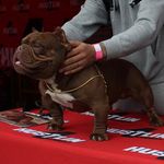 Profile Picture of Brandon Alberto (@4hk_neb_ca2ny) on Instagram