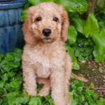 Profile Picture of 🐾 Tiny Todd 🐾 (@cornish_cockapoo_todd) on Instagram