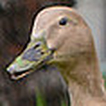 Profile Picture of Kate Plowman (@mygoosewakesmeupeverymorning) on Flickr