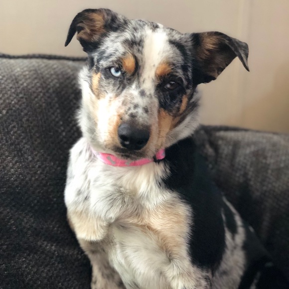 Profile Picture of Selena Selvera (@selbell11) on Poshmark