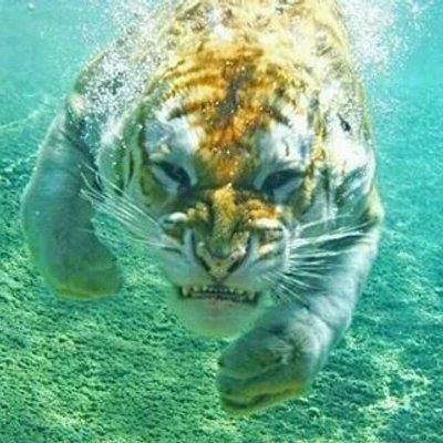 Profile Picture of Julian Shaw (@julianshaw10) on Twitter