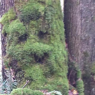 Profile Picture of Steve Fogolini (@sfogolini) on Twitter