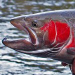 Profile Picture of Scott Breier (@nwspeycaster) on Instagram