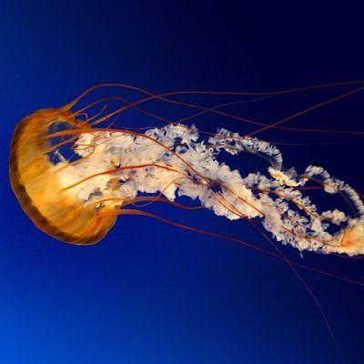 Profile Picture of Jacob Hackman (@Ballerz4life21) on Twitter