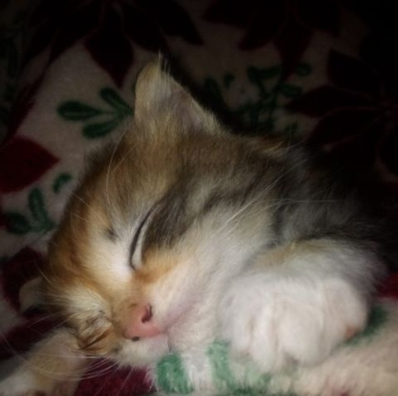 Profile Picture of Cora Robertson (@cora_robertson) on Poshmark