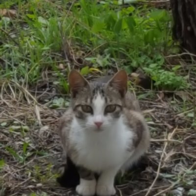 Profile Picture of Albert Lobo Insurge (@nieblaaa) on Twitter