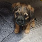 Profile Picture of Eric The Border Terrier Puppy (@eric.the.border.terrier) on Instagram