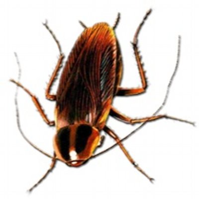 Profile Picture of Ba$ed Roach (@illest_roach) on Twitter
