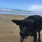 Profile Picture of Bruce Workman (@bruce_the_cute_lab) on Instagram