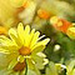 Foto Sparse Sul Prato - Flickr Profile Picture of Foto Sparse Sul Prato (@foto sparse sul prato) on Flickr