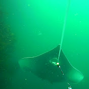 Profile Picture of Craig Mackay (@craigmackay2741) on Youtube