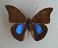 Profile Picture of Archaeoprepona chromuson Wikipedia