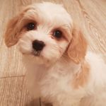 lottie roberts - Instagram Profile Picture of lottie roberts (@lottie_cavachon) on Instagram