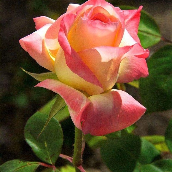 Profile Picture of Yolanda Castillo (@cyolanda326) on Poshmark