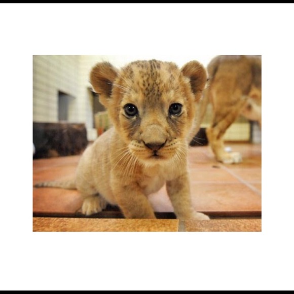 Profile Picture of Mardin Tawfiq (@mardintawfiq) on Poshmark