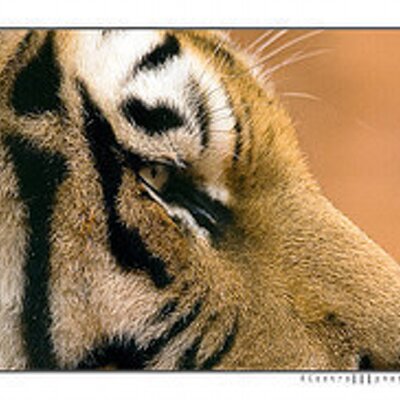 Profile Picture of Nicholas Laird (@laird_nicholas) on Twitter