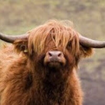 Profile Picture of Bob McIntosh (@scotfot) on Twitter