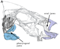 Fish jaw - Wikipedia - Wikipedia Profile Picture of Fish jaw - Wikipediaon Wikipedia
