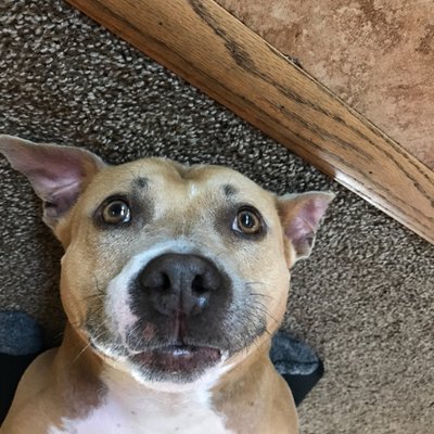 Profile Picture of Russ Potts (@iSnuggleHD) on Twitter