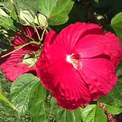 Profile Picture of Allison Bowen (@techAllison) on Twitter