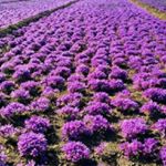 Profile Picture of sh.riahi (@shahin.riahi568) on Instagram