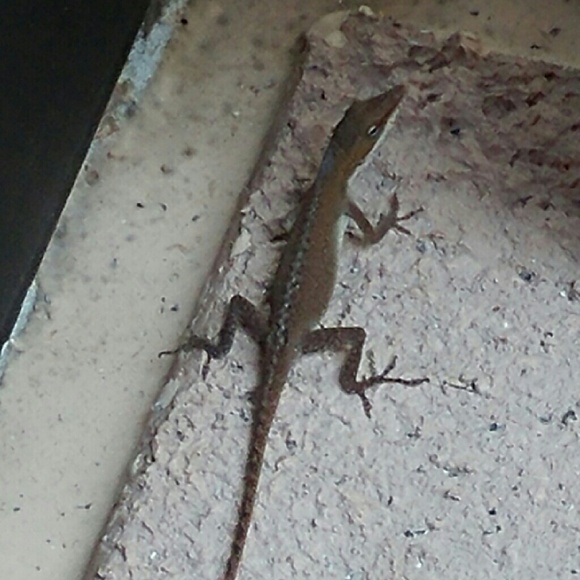 Profile Picture of Tracey Mullins (@tracey1869) on Poshmark