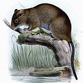 Profile Picture of Luzon Cordillera hairy-tailed raton Wikipedia