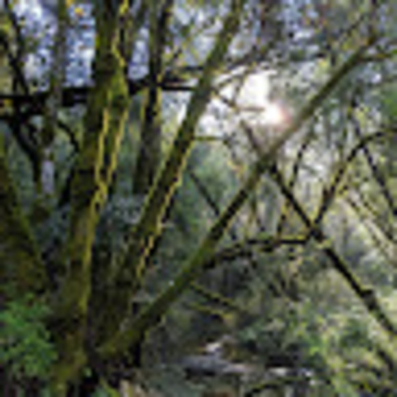 Profile Picture of Daniel Shoup (@namrock23) on Poshmark