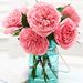 Profile Picture of Christin Brackett (@christin_brackett) on Pinterest