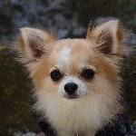 Profile Picture of Dexter (@chioschihuahua) on Instagram