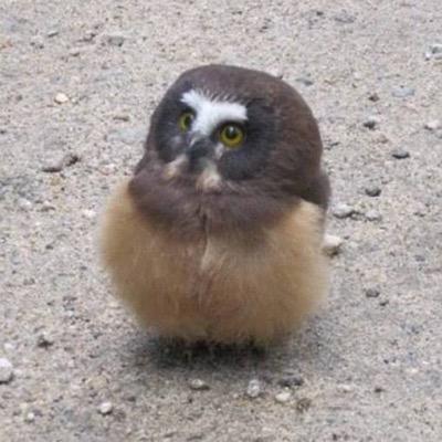 Profile Picture of David Whitesel (@dwhitesel) on Twitter