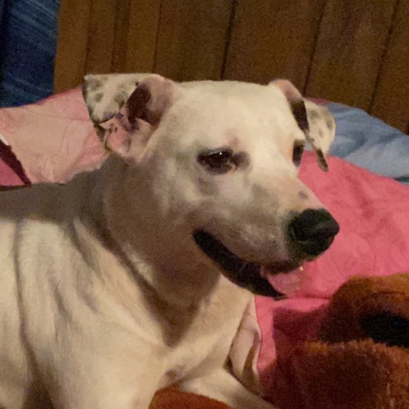 Profile Picture of Stacie Lowther (@stacielowther) on Poshmark