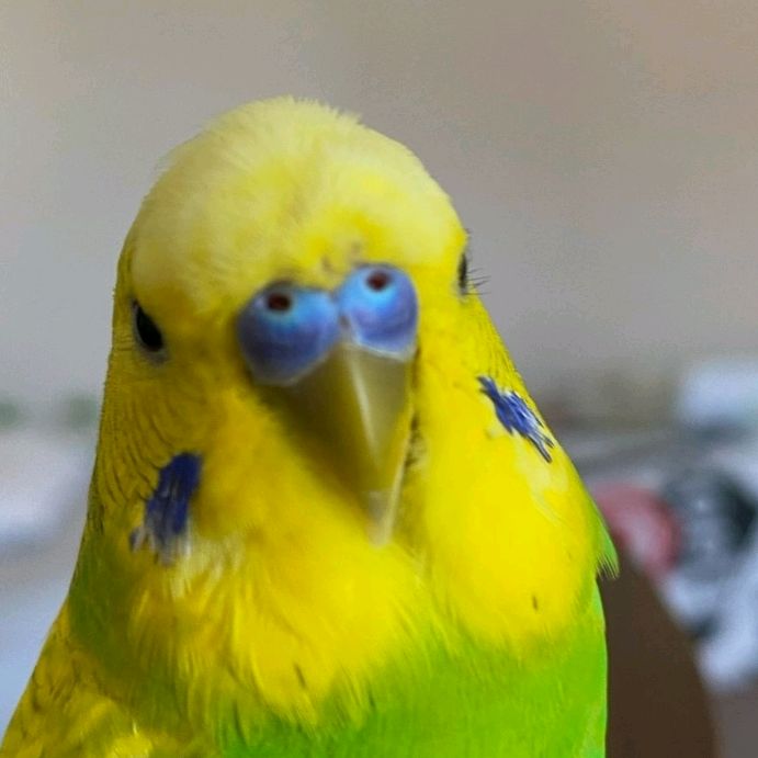 Profile Picture of ronaldoux (@ronaldoux6) on Tiktok